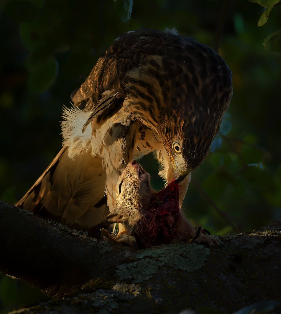 Najbolji mladi fotograf divljeg sveta 2024.: Prirodnjački muzej u Londonu objavio pobedničke slike 1 Večernji obrok, fotografija Parhama Purahmada pobednik je u kategoriji 11 do 14 godina
