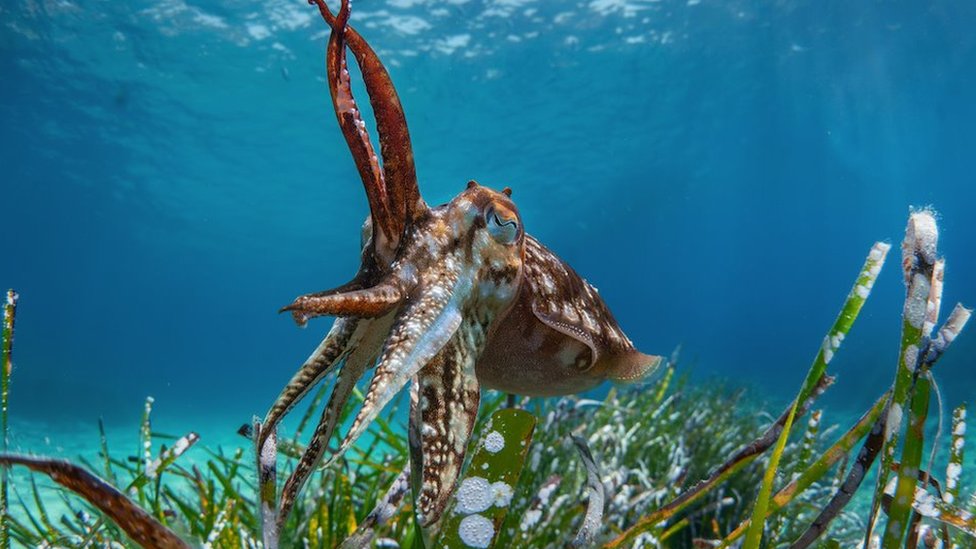 Najbolji mladi fotograf divljeg sveta 2024.: Prirodnjački muzej u Londonu objavio pobedničke slike 3 Fotografija Pametna sipa, autora Oriola Čiasa Dieza iz Španije, drugoplasiranog u kategoriji 11 od 14 godina. Oriol je posmatrao sipu više od sat vremena i bio je zadivljen njenom sposobnošću da po želji menja boju i oblik. U jednom trenutku je učinila čak da njeni pipci izgledaju kao morska trava koja se njiše.