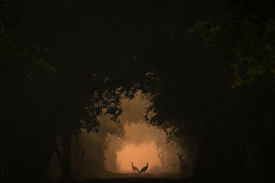 Najbolji mladi fotograf divljeg sveta 2024.: Prirodnjački muzej u Londonu objavio pobedničke slike 4 Fotografija U središtu pažnje, autorke Šrejovi Mehte iz Indije, zauzela je drugo mesto u kategoriji 10 godina i mlađi. Šrejovi je sa roditeljima šetala šumom kada je ugledala ovaj prizor. Otrčala je do oca da uzme foto-aparat, a zatim je legla na zemlju da napravi sliku.