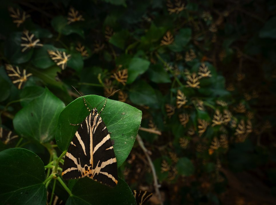 Najbolji mladi fotograf divljeg sveta 2024.: Prirodnjački muzej u Londonu objavio pobedničke slike 5 Letnje okupljanje - fotografija šumovite udoline na grčkom ostrvu Parosu, gde je drveće obavijeno bršljanom i mnoštvom noćnih leptira, koju je napravio Aleksis Tinker Cavalas, takmičila se u kategoriju 15 do 17 godina. Aleksis kaže da je želeo da snimi upravo ovakav pejzaž da pokaže raznovrsnost divljeg sveta u mračnom šipražju ove male šume.