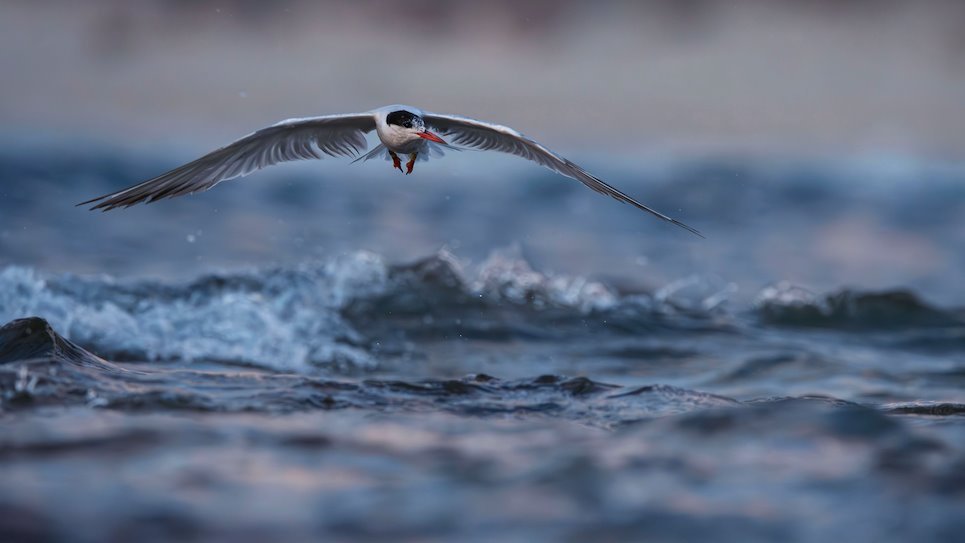 Najbolji mladi fotograf divljeg sveta 2024.: Prirodnjački muzej u Londonu objavio pobedničke slike 6 U niskom letu iznad talas - fotografija koju je Nejt Kovo iz Izraela napravio dok je pecao uz izraelsku obalu Sredozemnog mora, namestivši objektiv u nivou leta čigre, takmičila se u kategoriji 15 do 17 godina. Proveo je dva sata u vodi držeći foto-aparat visoko iznad površine i stojeći na klizavom kamenju.