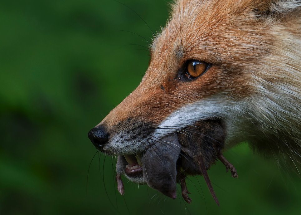 Najbolji mladi fotograf divljeg sveta 2024.: Prirodnjački muzej u Londonu objavio pobedničke slike 7 Dve porcije - fotografiju riđe lisice koja se približava putu čvrsto držeći plen u čeljustima napravila je Lori-Antoan Kantin iz Kanade za kategoriju 11 do 14 godina.