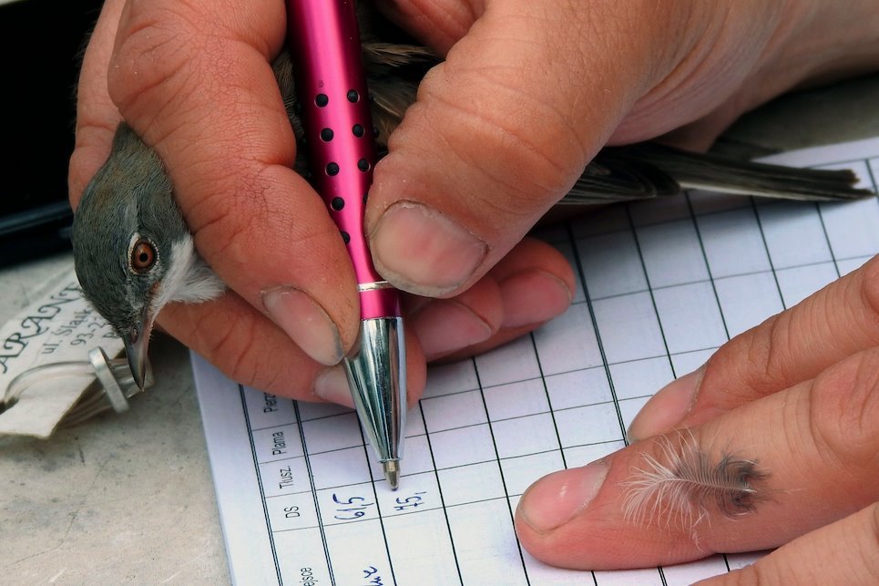 Najbolji mladi fotograf divljeg sveta 2024.: Prirodnjački muzej u Londonu objavio pobedničke slike 8 Ubeležavanje - Hand-Livija Pavlovska iz Poljske je napravila fotografiju obične grmuše koja opušteno čeka dok joj se nežno stavlja prsten, za kategoriju 11 do 14 godina. Livija je zadivljena naučnim prstenovanjem ptica i nada se da će njena fotografija „pomoći drugima da saznaju više o ovoj temi"