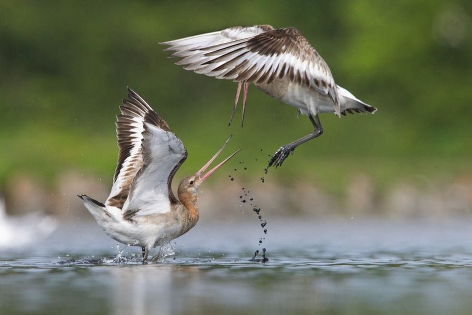 Najbolji mladi fotograf divljeg sveta 2024.: Prirodnjački muzej u Londonu objavio pobedničke slike 9 Okršaj muljača - ovaj par crnorepih muljača koji se bore za teritoriju snimio je Lijam O'Donel iz Irske za kategoriju 11 do 14 godina. Lijam je proveo nekoliko sati ležeći na stomaku i držeći foto-aparat i objektiv iznad blata da bi uhvatio ovaj trenutak.