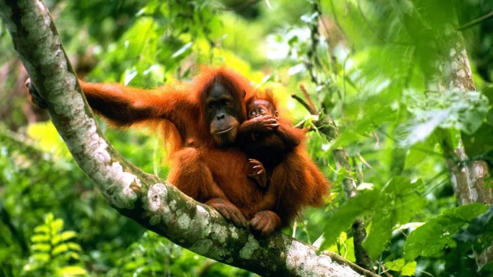 Šta je čovek uradio prirodi: Za pola veka 73 odsto manje divljih vrsta 1 Majmuni