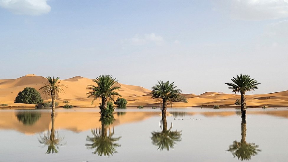 Klimatske promene: Delovi Sahare pod vodom prvi put posle nekoliko decenija 2 Palme u Sahari pod vodom