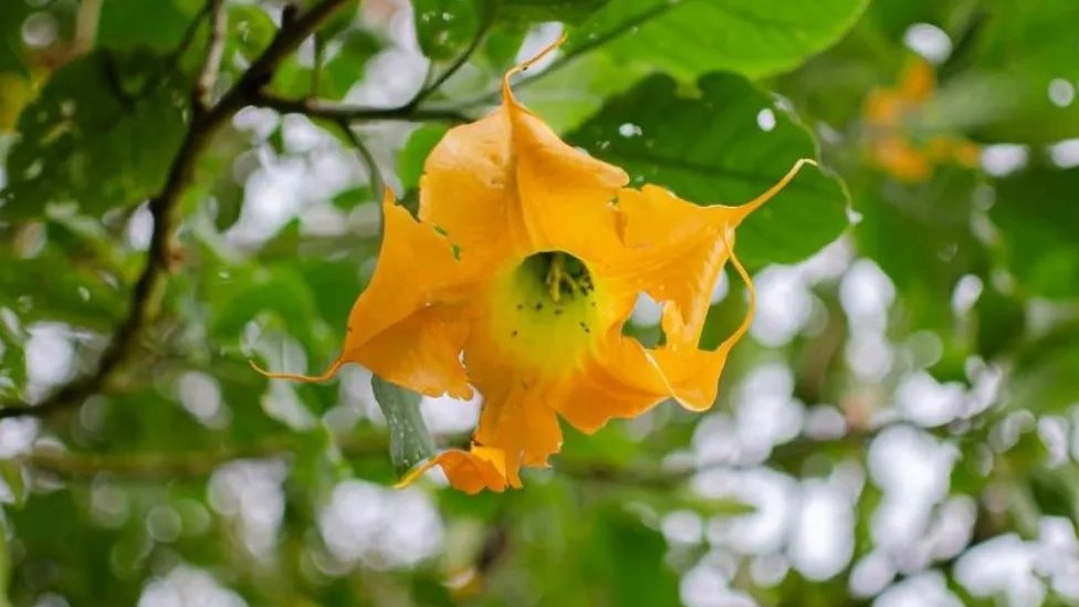 Kako kineski prevaranti zarađuju na sunarodnicama u svetu 6 Đavolji dah