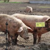 Novo žarište afričke kuge u Hrvatskoj, moraće da se eutanazira oko 10.000 svinja 4