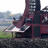 Poljoprivrednici: Prinosi šećerne repe prepolovljeni, čekaju nas gubici 6