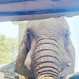 Nada za jedinog afričkog slona u zoološkom vrtu u Delhiju 2