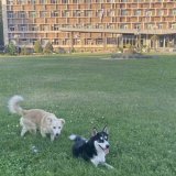 Psi doprineli nemačkom budžetu sa 430 miliona evra 1