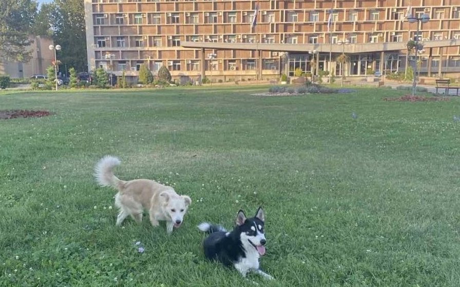 Psi doprineli nemačkom budžetu sa 430 miliona evra 1