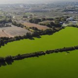 Otkud tropska biljka „vodena salata“ preko Palićkog jezera 24