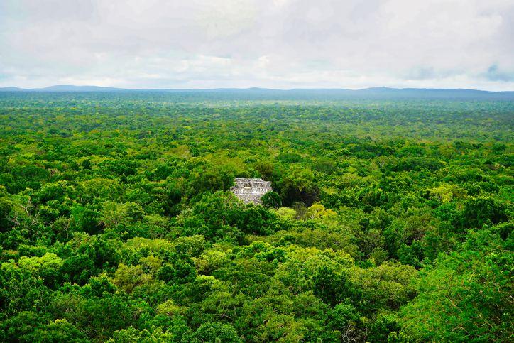 Pretraživao internet i pronašao drevni grad Maja 2 Majestic Mayan Pyramid 1 at Calakmul rises above the breathtaking Jungle Canopy for as far as the eye can see on a beautiful day in the Calakmul Biosphere Reserve in Campeche Mexico