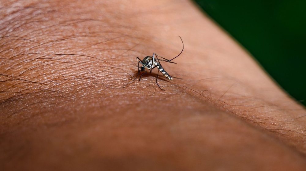 U regionu tri slučaja groznice Zapadnog Nila, "Batut" objavio kakva je situacija kod nas 7