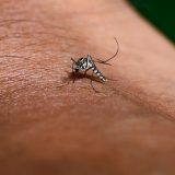 U regionu tri slučaja groznice Zapadnog Nila, "Batut" objavio kakva je situacija kod nas 6