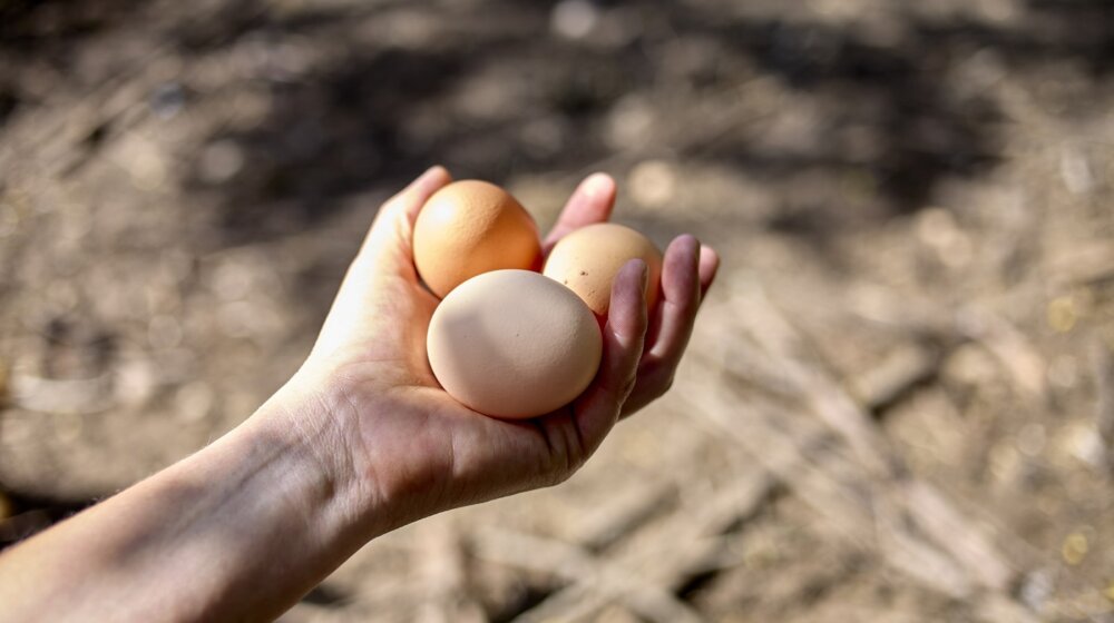 Da li su jaja zdrava ili ne: Novi eksperiment koji može da nam promeni mišljenje 1