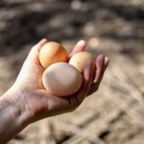 Da li su jaja zdrava ili ne: Novi eksperiment koji može da nam promeni mišljenje 2