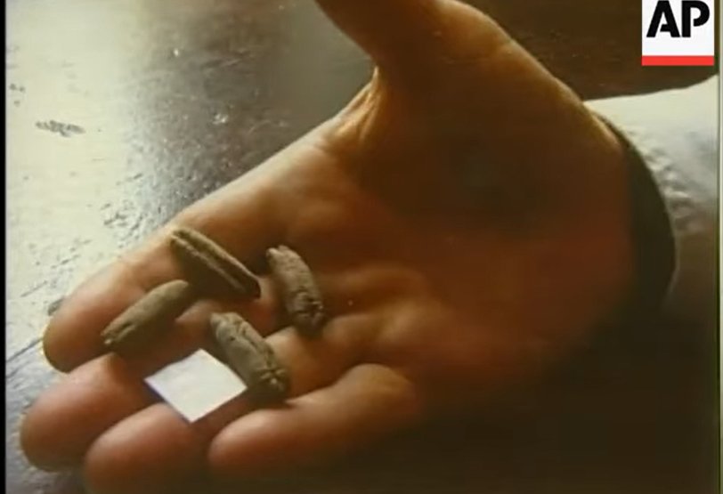 Izgubljeno biblijsko drvo ponovo oživelo iz semena starog hiljadu godina 2 Izgubljeno biblijsko drvo ponovo oživelo iz semena starog hiljadu godina 1