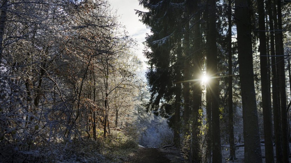 Zašto Danska pretvara poljoprivredno zemljište u šume i prirodna staništa? 1