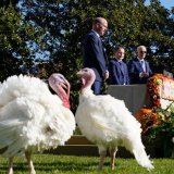 Poslednji put: Bajden pomilovao dve ćurke 9