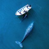 Životinje: Jedino mesto na svetu gde kitovi dolaze da posmatraju ljude 7