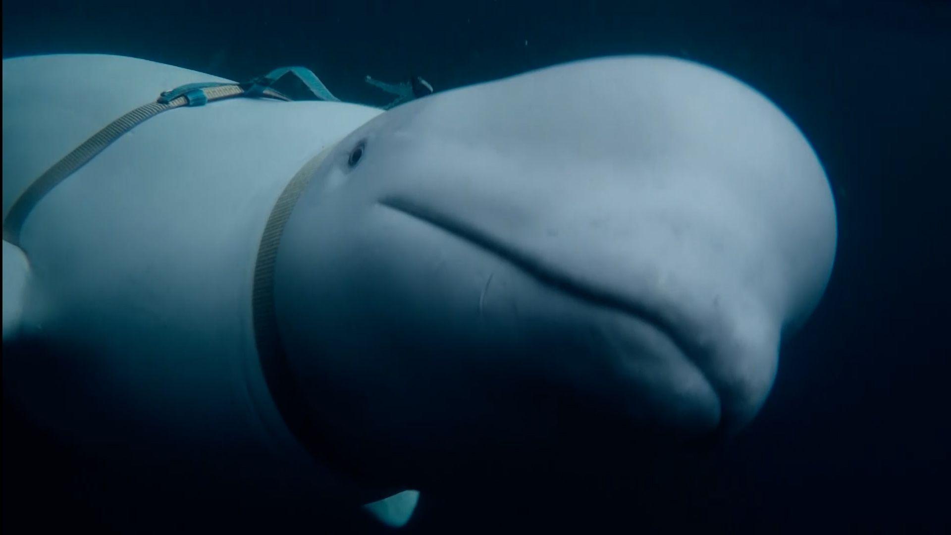 Rešena misterija 'ruskog špijunskog kita' 2 Beluga kit je na sebi nosio pojas