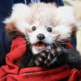 Beba crvene pande uginula od šoka usled vatrometa 2