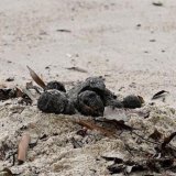 Šta su „odvratne” crne lopte na plažama u Sidneju 6