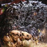 Uginuo najveći krokodil u zatočeništvu 5