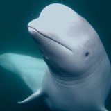 Rešena misterija 'ruskog špijunskog kita' 4