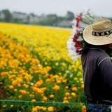 Kako bi Amerika izgledala bez imigranata 10