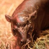 Retka vrsta patuljastog nilskog konja rođena u Edinburgu 3