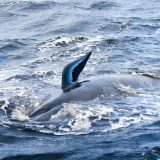 Spaseno više od 30 nasukanih kitova na Novom Zelandu 8