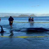 Više od 30 nasukanih kitova spašeno na Novom Zelandu 6