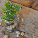 Naučnici razvijaju veštačke biljke koje prečišćavaju vazduh i generišu struju 12