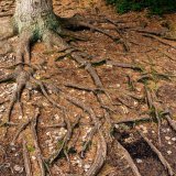 Na Tari, sudbina prirodnih staništa Pančićeve omorike visi o koncu 1