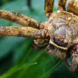 „Proždiru sve što nađu”: Američko ostrvce kojim gospodare zmije i paukovi 10