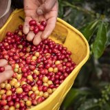 Kafa nije bila ovako skupa od 1977: Klimatske promene imaju sve veći uticaj na uzgoj 5
