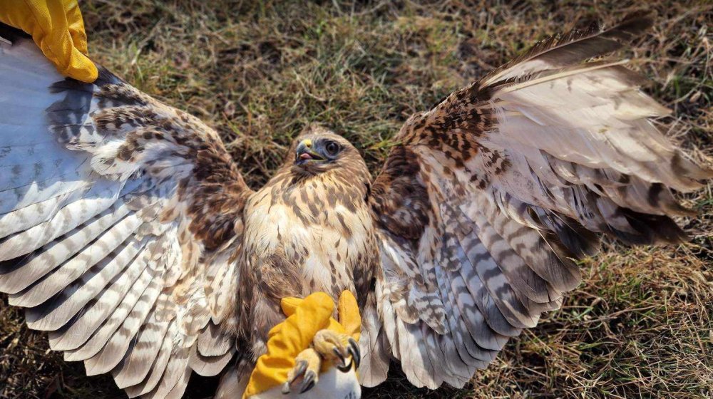 "Neko mu je isekao krila, to je krivično delo": Zaječarac Slaviša Božinović, koji privremeno brine o Mišaru, za Danas 1