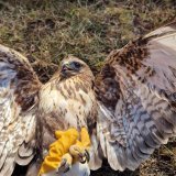 "Neko mu je isekao krila, to je krivično delo": Zaječarac Slaviša Božinović, koji privremeno brine o Mišaru, za Danas 14