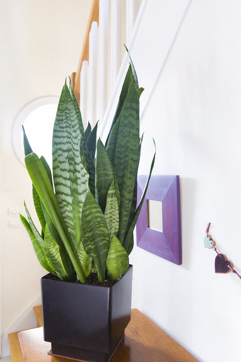 Svekrvin jezik: Biljka koja nije zahtevna, potiče iz Afrike i odlična je za vazduh u kući 2 Svekrvin jezik