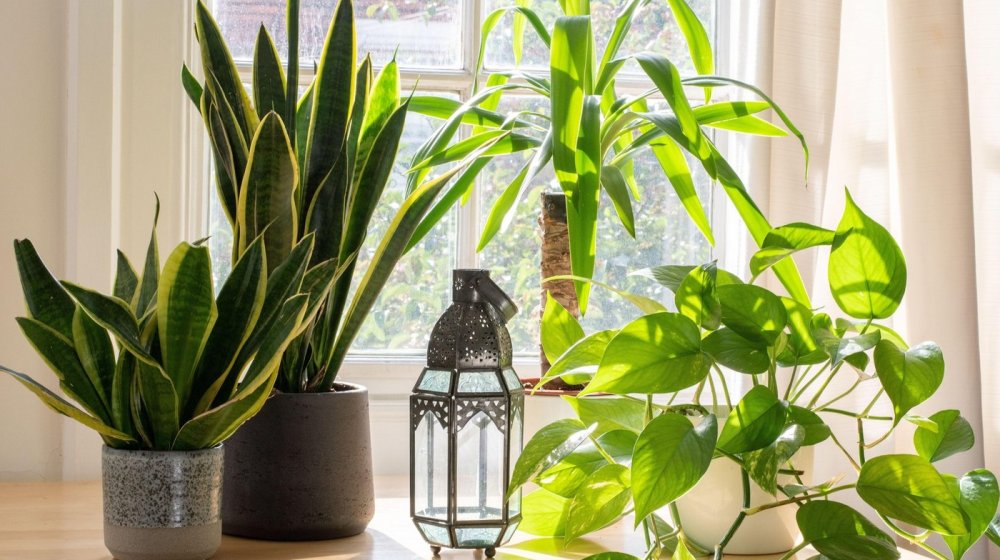 Ovo su najgora mesta u domu za kućne biljke 1