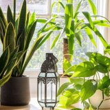 Ovo su najgora mesta u domu za kućne biljke 2