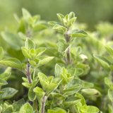 Origano je zdrav, ali ova grupa ljudi treba da ga izbegava 1