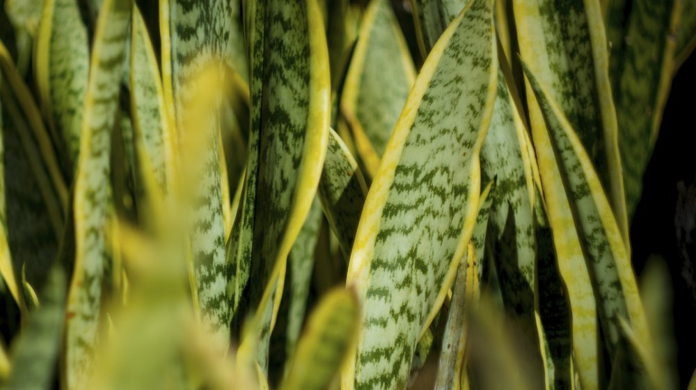 Svekrvin jezik: Biljka koja nije zahtevna, potiče iz Afrike i odlična je za vazduh u kući 1