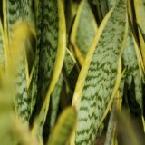 Svekrvin jezik: Biljka koja nije zahtevna, potiče iz Afrike i odlična je za vazduh u kući 3