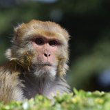 Od 43 odbegle majmunice u Južnoj Karolini uzgajane za medicinska istraživanja, uhvaćena samo jedna 1