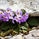 Zašto je Natalijina ramonda u Srbiji simbol Dana primirja? 10