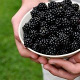 Kad nam Evropa vrati keks i kupine 14